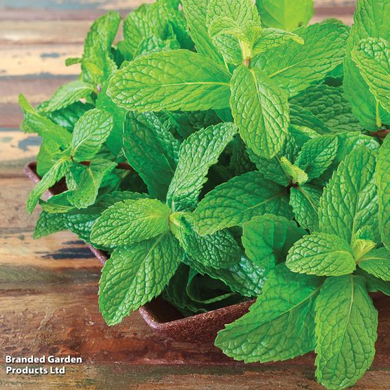 Mint 'Garden'