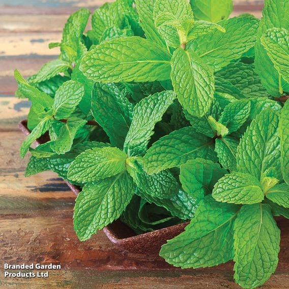 Mint