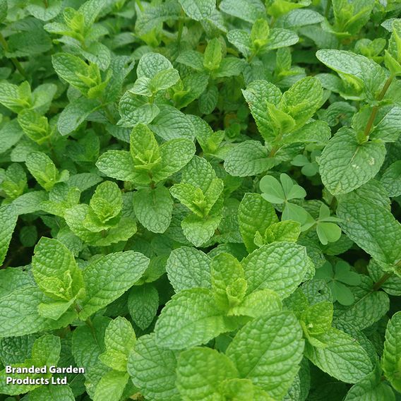 Mint 'Garden'