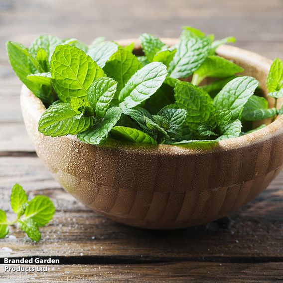Mint 'Garden'