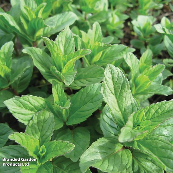 Mint 'Garden'