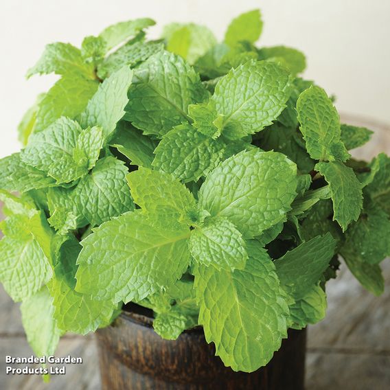 Mint 'Garden'