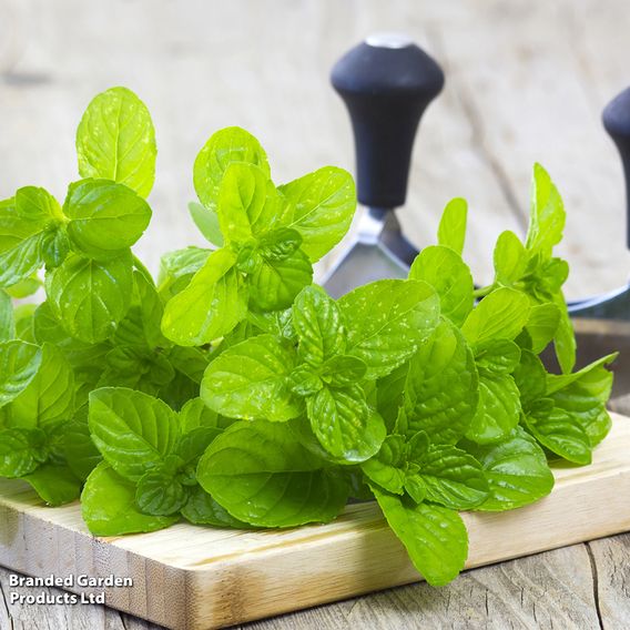 Mint 'Garden'