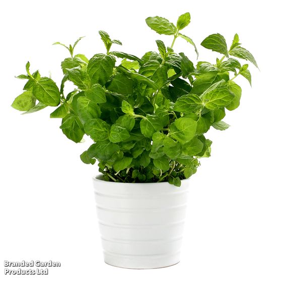 Mint 'Garden'