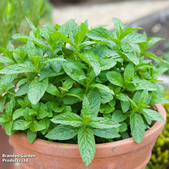 Mint 'Garden'