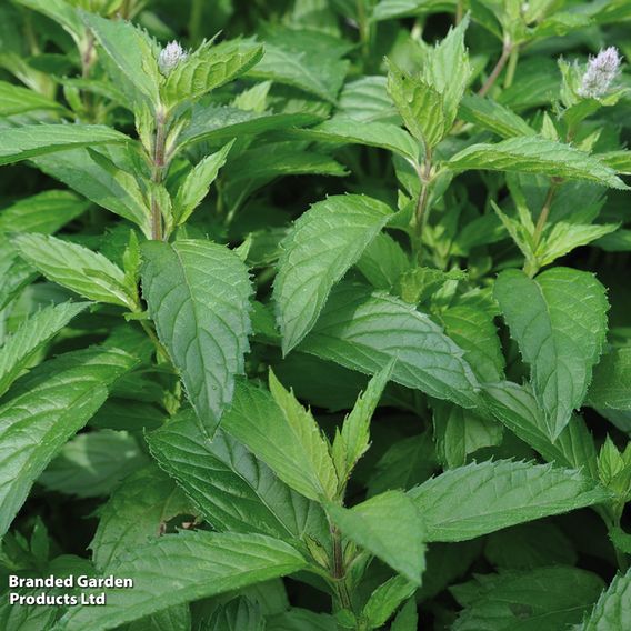 Mint 'Garden'