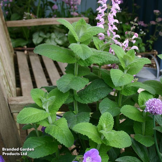 Mint 'Garden'