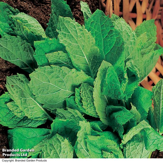 Mint 'Garden'