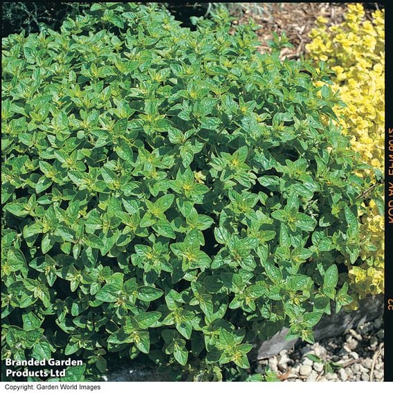 Oregano
