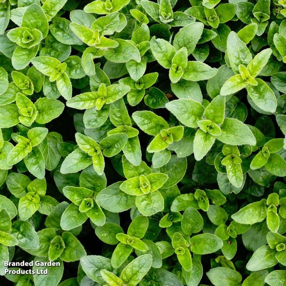 Oregano