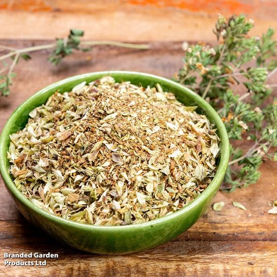 Oregano