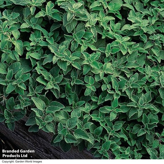 Oregano