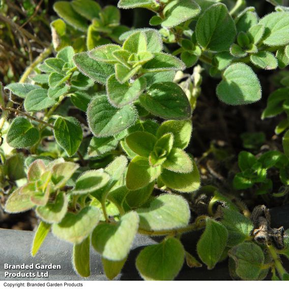Oregano
