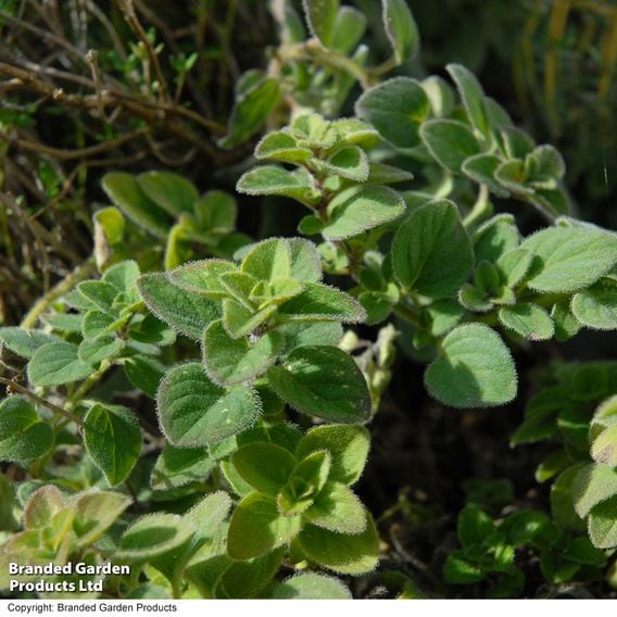 Oregano