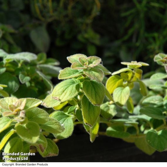 Oregano