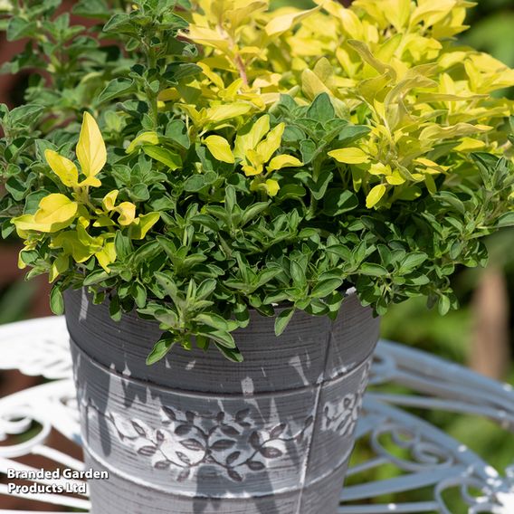 Herb Fusion 'Pizza Pasta' Mix
