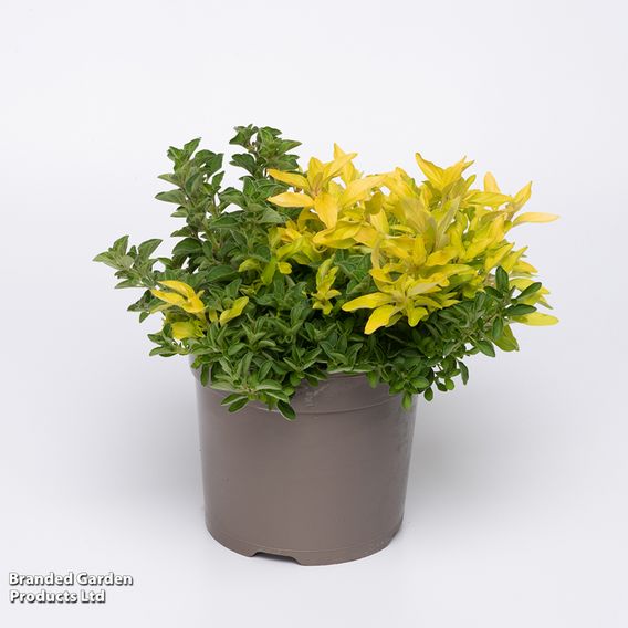 Herb Fusion 'Pizza Pasta' Mix