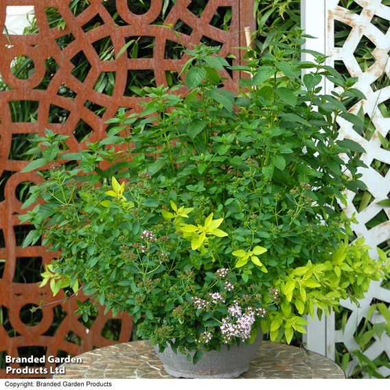 Herb Fusion 'Pizza Pasta' Mix