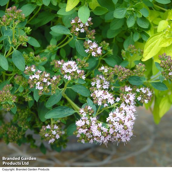 Herb Fusion 'Pizza Pasta' Mix