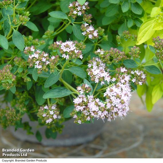 Herb Fusion 'Pizza Pasta' Mix