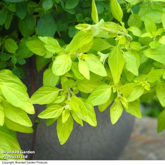 Herb Fusion 'Pizza Pasta' Mix