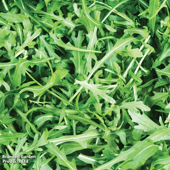 Wild Rocket - Seeds