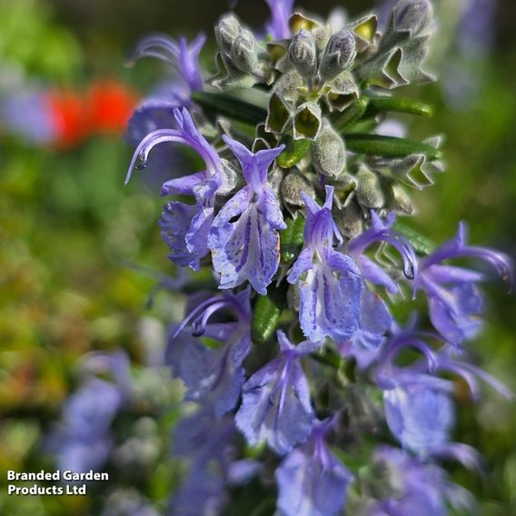 Rosemary 'Blue Cascade'