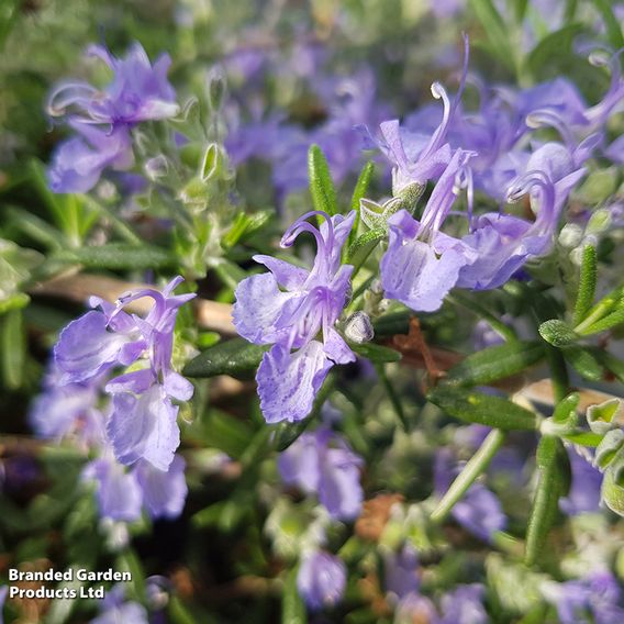 Rosemary 'Blue Cascade'