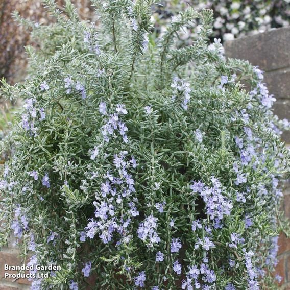 Rosemary 'Blue Cascade'