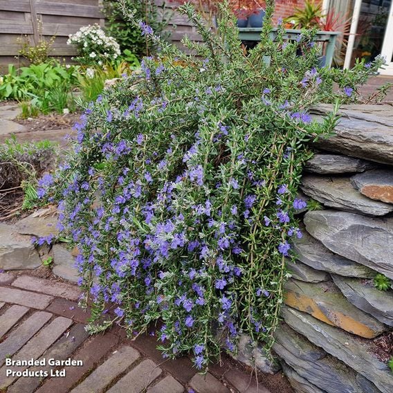 Rosemary 'Blue Cascade'