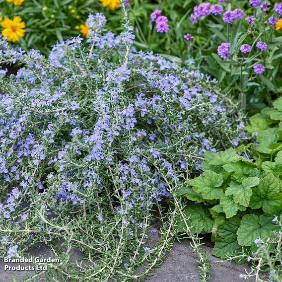 Rosemary 'Blue Cascade'