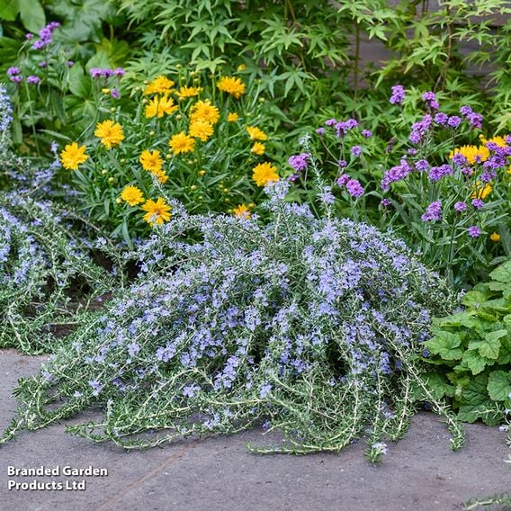 Rosemary 'Blue Cascade'