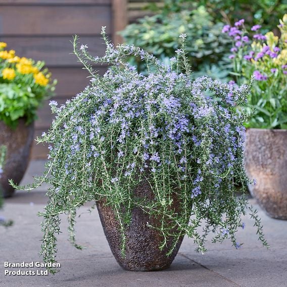 Rosemary 'Blue Cascade'