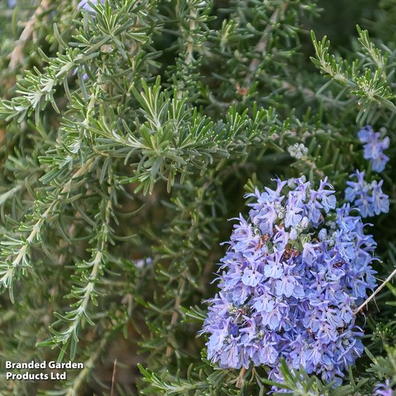 Rosemary 'Corsican'