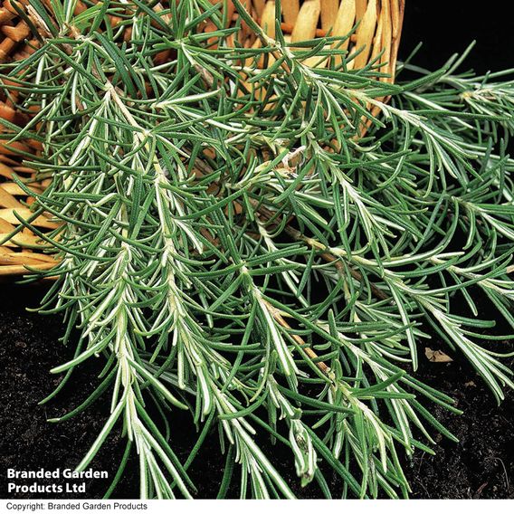 Rosemary - Herb Seeds