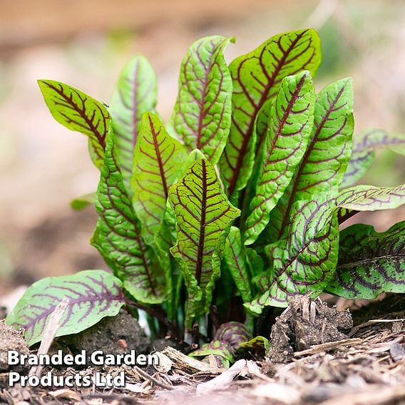 Sorrel 'Bloody Dock' - Organic Herb Seeds