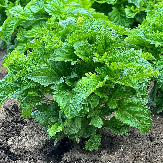 Basil 'Spicy Sabre' - Seeds