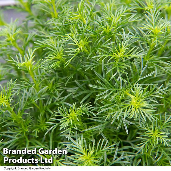 Tagetes 'Dropshot' - Seeds