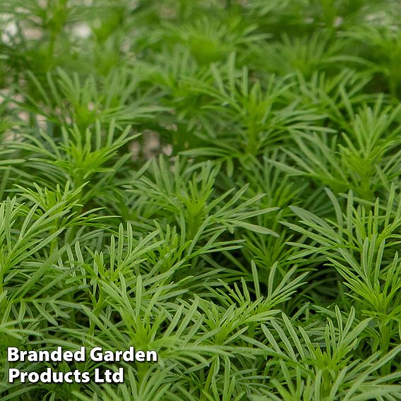 Tagetes 'Dropshot' - Seeds