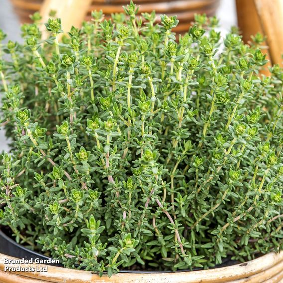 Thyme - Seeds