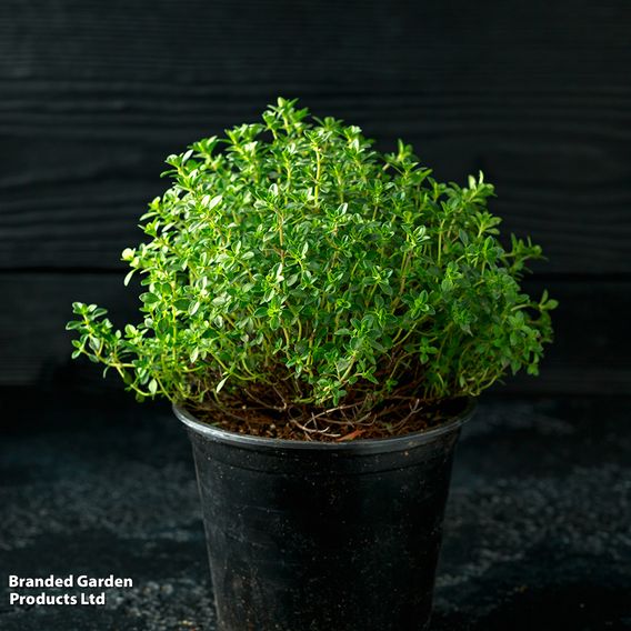 Thyme - Seeds