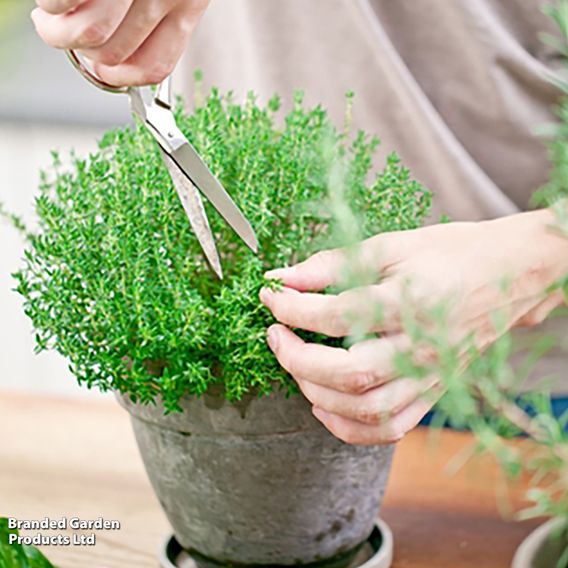 Thyme - Seeds