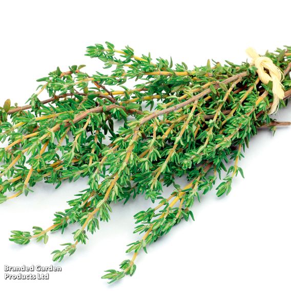 Thyme - Seeds