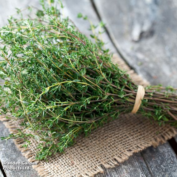 Thyme - Seeds