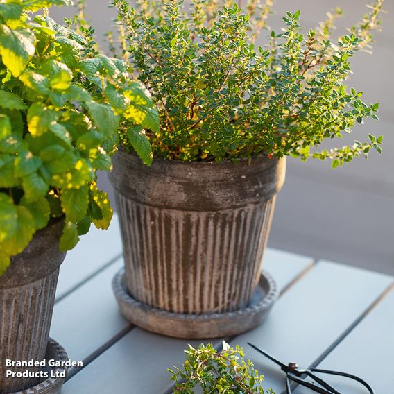 Thyme - Seeds