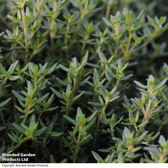 Thyme - Seeds