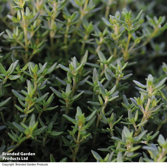 Thyme - Organic Herb Seeds