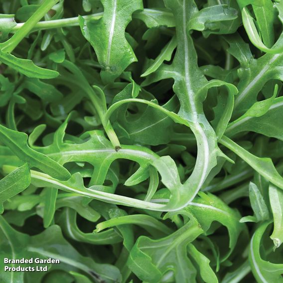Wild Rocket - Seeds