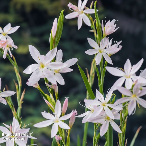 Schizostylis coccinea 'Alba' (Marginal Aquatic)