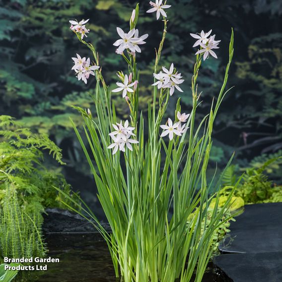 Schizostylis coccinea 'Alba' (Marginal Aquatic)